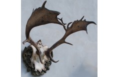 Carved Taxidermy trophy shield base