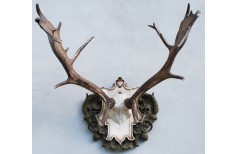 Carved Taxidermy trophy shield base