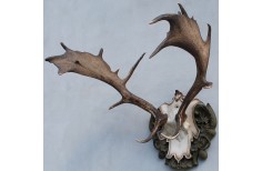Carved Taxidermy trophy shield base