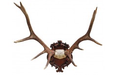 Carved Taxidermy trophy shield base for a deer trophy