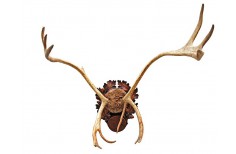  Carved Taxidermy trophy shield base for a reindeer trophy