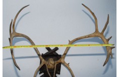 Reindeer trophy